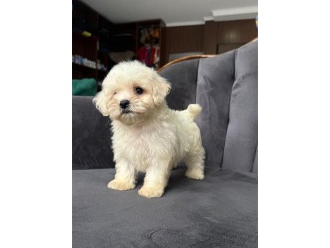 1 dişi 1 erkek köpeğimiz