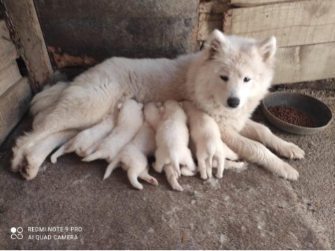 Kar beyazı samoyed yavrularımız yeni sahibini arıyor