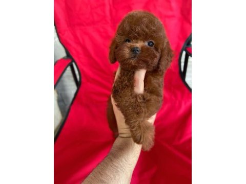Tüy dökmeyen sağlık ırk kalite garantili köpeklerimiz