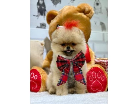 Ayı surat pomeranian yavrularımız