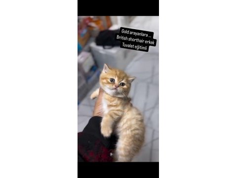 British shorthair golden arayanlara