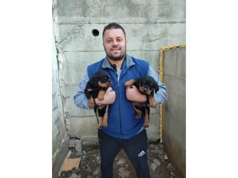 Rottweiler yavrular