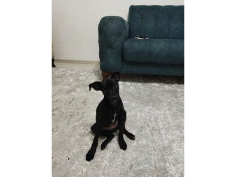 Minyatür pinscher