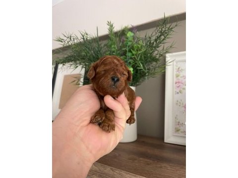 Toy poodle