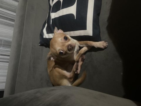 Chihuahua elma kafa