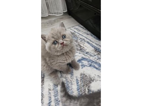 Bebek yüz brıtısh shorthair yavrularım 