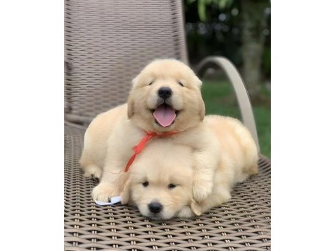 Dişi ve erkek golden retriever bebeklerimiz