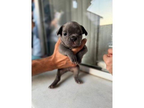 Mükemmel anatomi blue ve blue taşıcı french bulldog evlatlar