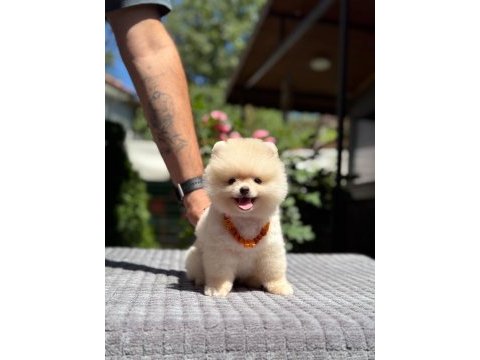 Pamuk şekeri pomeranian boo