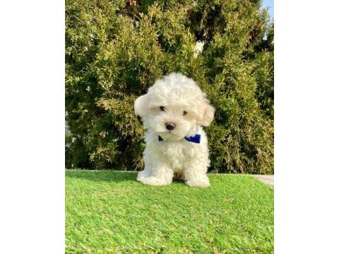 Kaliteli maltese terrier yavrularımız dişi erkek