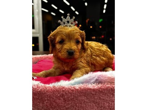 Piazza avm petshop güvencesiyle maltipoo