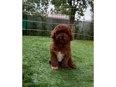 İzmir bornova toy poodle