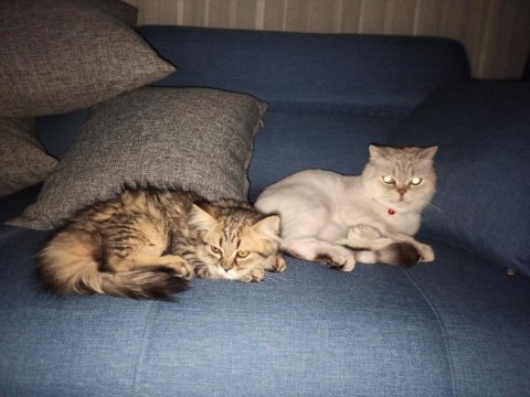 Güzel surat dişi yavru british longhair