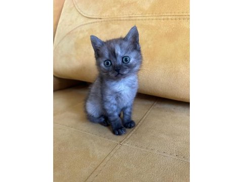 2.5 aylık british shorthair dişi