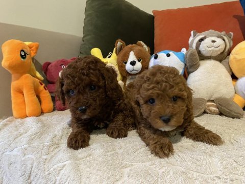İki erkek kardeş poodle