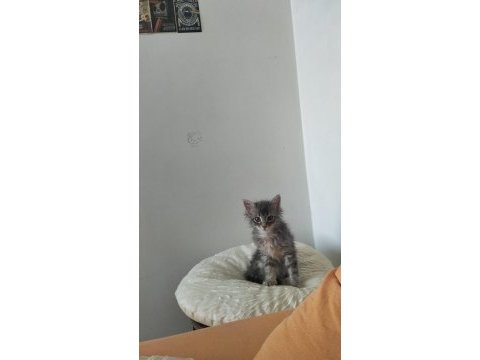 Taşınma nedeni ile kedimizi sahiplendiriyoruz
