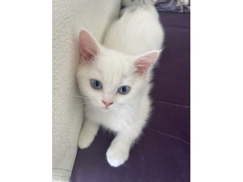 British longhair shorthair dişi ve erkek