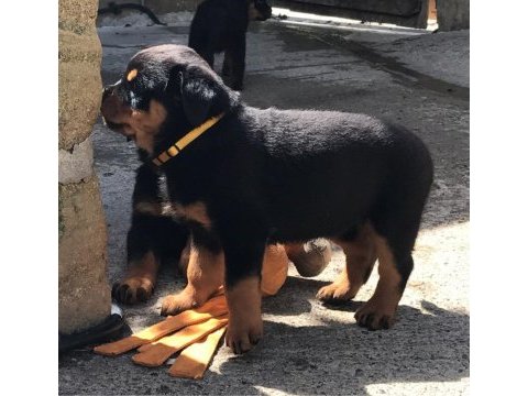 Hayalinizdeki rottweiler yavrusu sizi bekliyor