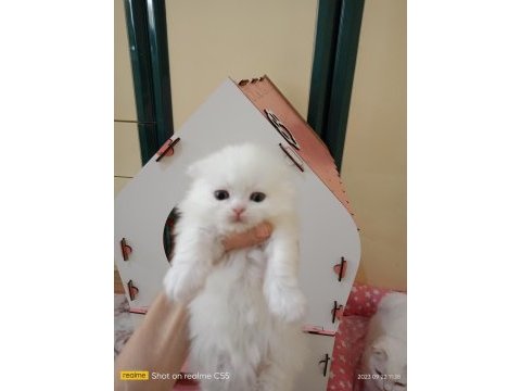 Scottish fold yavrularım