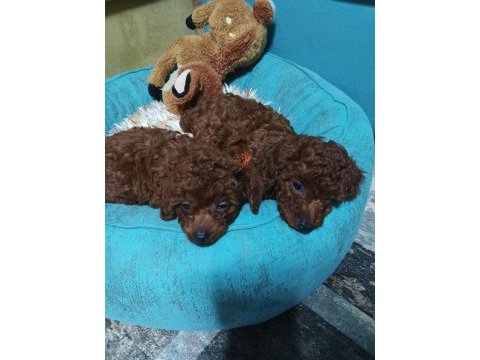 Korea kan erkek red braun ırk garantili poodle