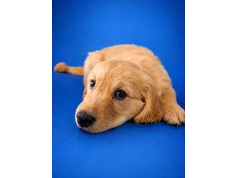 Kıng sıze orjınal golden retriever yavrumuz