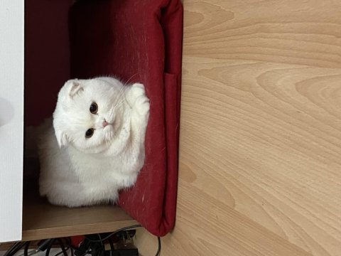 Scottish fold 3 yaşında