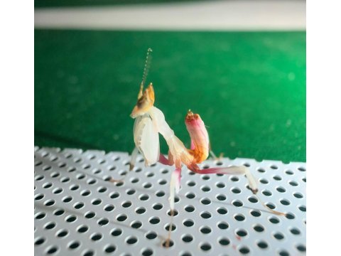 Orkide mantis (hymenopus coronatus)