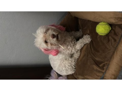 Acil yuva arıyoruz köpeğimize