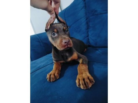A kalite kızıl ve siyah doberman yavruları