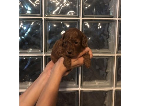 Ev ortamından red brown tam toy poodle bebekler