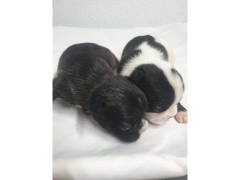 French bulldog bebekler