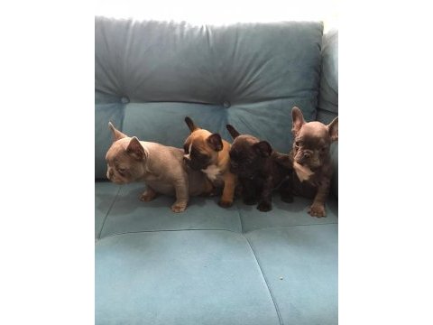 A kalite french bulldog yavrular