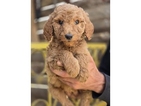 Giant (dev) poodle yavruları burkemden