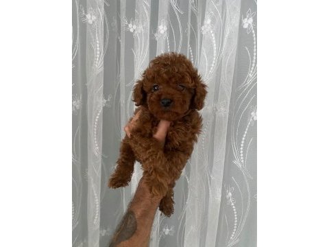 Kore erkek toy poodle bebekler