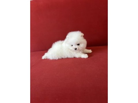 Pomeranian erkek krem