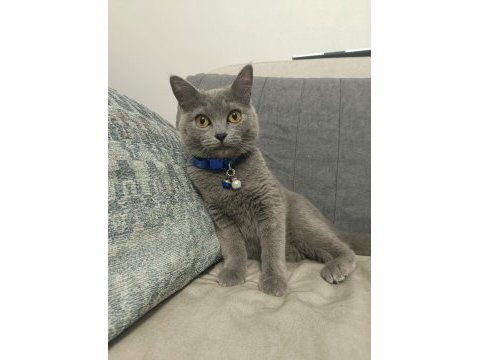 Tamamen ücretsiz british shorthair