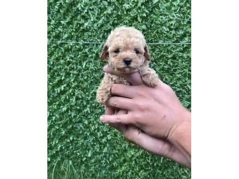 Kore kan teacup toy poodle