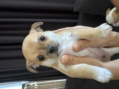 Chihuahua yavrularım