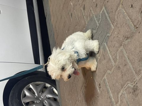 Yavru maltese terrier