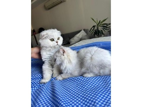 Kediler iyi bakabilecek bir aileye ücretsiz verilecektir