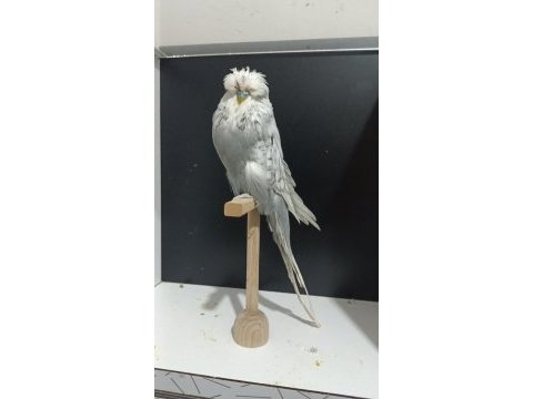 24 bilezikli vasıflı erkek muhabbet kuşu