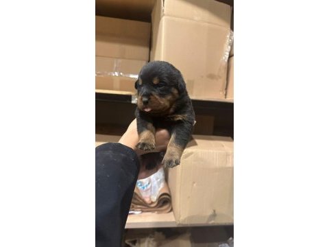 Rottweiler yavru köpekler