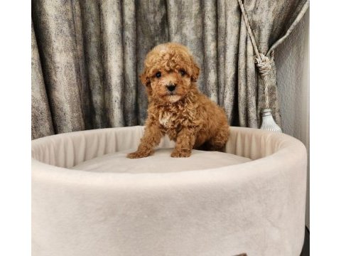Ruhsatlı köpek çiftliğinden maltipoo yavrularımız 