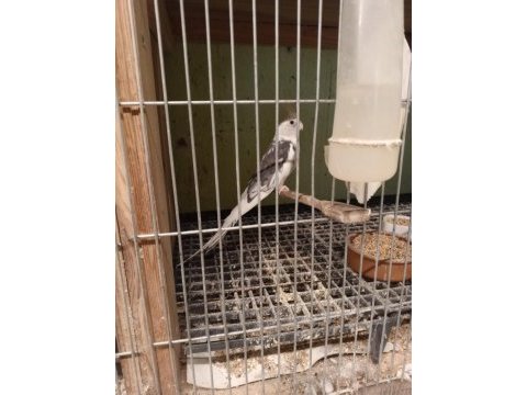 Yetişkin erkek heavy sultan papağanı
