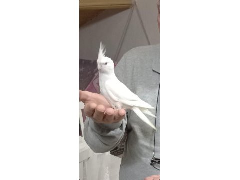 Sevimli kırmızı göz albino sultan papağanı yavrusu