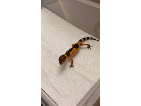 Moph garantili leopard gecko