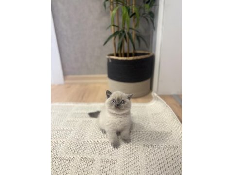 Brıtısh shorthair blue point yavrularım 