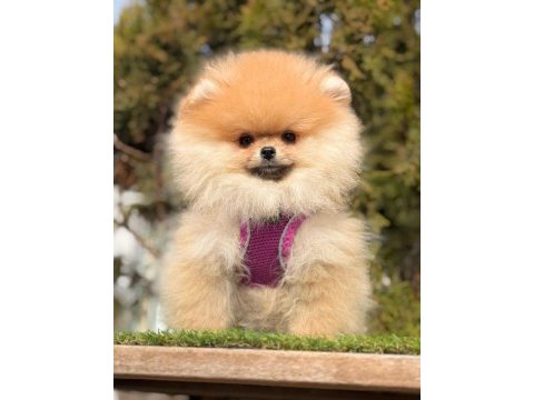 Gerçek tea cup teddy pomeranian boo yavruları