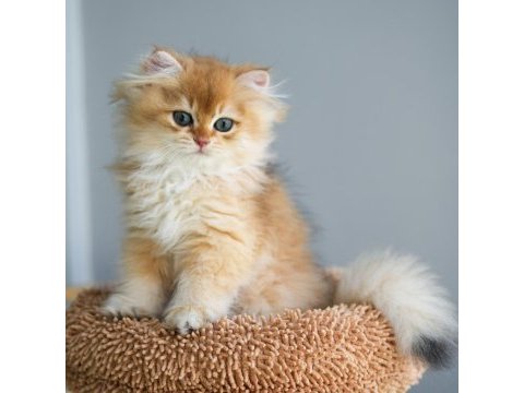 British longhair şecereli aşılı erkekler