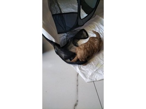 0 numara toy poodle